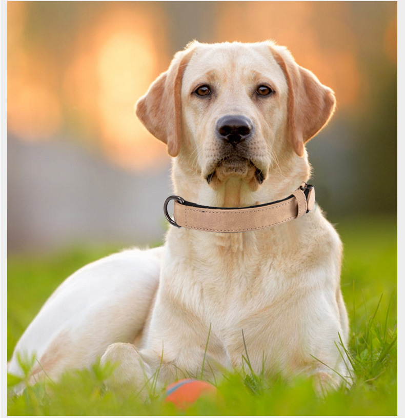 Reflective Dog collar (21)